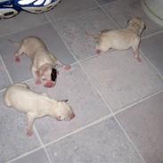 Amerikansk bulldog Trunte