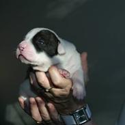 Amerikansk bulldog Trunte