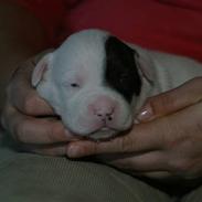 Amerikansk bulldog Trunte