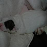 Amerikansk bulldog Trunte