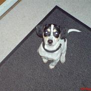 Dansk svensk gaardhund Manse