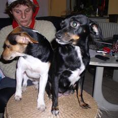 Dansk svensk gaardhund king