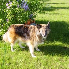 Blanding af racer Mille *død*