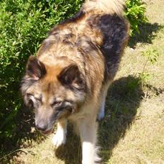 Blanding af racer Mille *død*