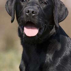 Labrador retriever Happy Tail Wag´s Tiscapa