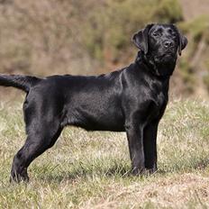 Labrador retriever Happy Tail Wag´s Tiscapa