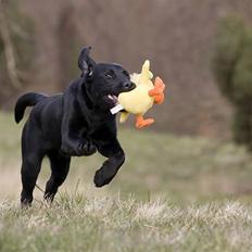 Labrador retriever Happy Tail Wag´s Tiscapa