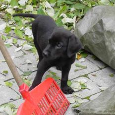 Labrador retriever Bozzo