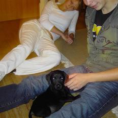 Labrador retriever Bozzo