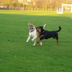 Blanding af racer Kenai