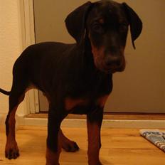Dobermann Sawaq