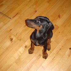 Dobermann Sawaq