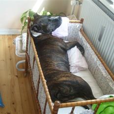 Amerikansk staffordshire terrier carla