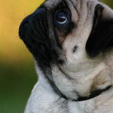 Mops ¤ Kisci Audrey Hepburn ¤