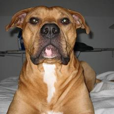 Amerikansk staffordshire terrier Chili