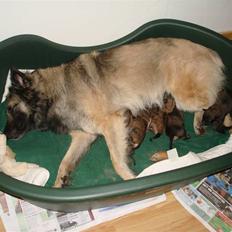 Belgisk hyrdehund Athene