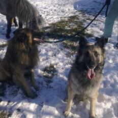 Belgisk hyrdehund Athene