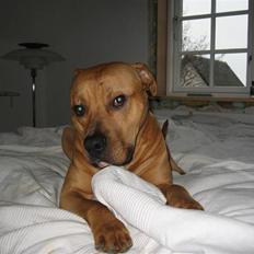 Amerikansk staffordshire terrier Chili