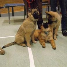 Belgisk hyrdehund Athene