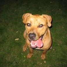 Amerikansk staffordshire terrier Chili