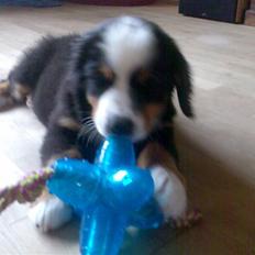 Berner sennenhund Dolf