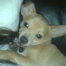 Chihuahua Tonser *HIMMELHUND*