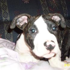 Amerikansk staffordshire terrier Armani