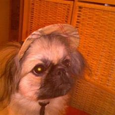 Pekingeser ATOS