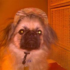 Pekingeser ATOS
