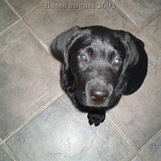 Labrador retriever basse