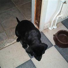 Labrador retriever basse