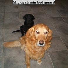 Golden retriever bette pjok (død05)