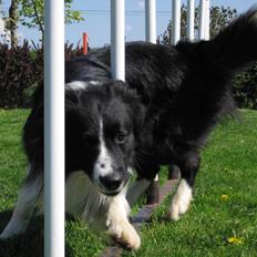 Border collie Barny