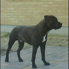 Blanding af racer Rocco