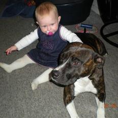 Amerikansk staffordshire terrier Chanti R.I.P