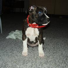 Amerikansk staffordshire terrier Chanti R.I.P