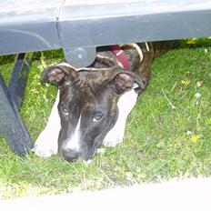 Amerikansk staffordshire terrier Chanti R.I.P