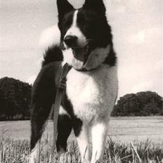 Karelsk bjørnehund King *død*