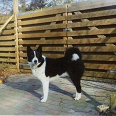 Karelsk bjørnehund King *død*