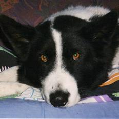 Karelsk bjørnehund King *død*