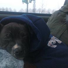 Staffordshire bull terrier Enzo