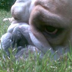 Engelsk bulldog Golga