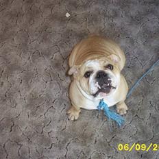 Engelsk bulldog Golga