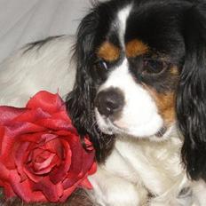 Cavalier king charles spaniel charlie