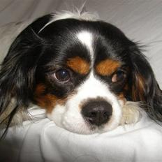Cavalier king charles spaniel charlie