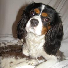 Cavalier king charles spaniel charlie