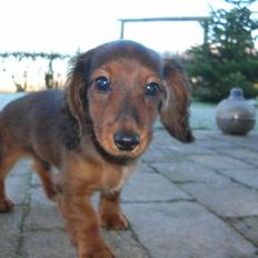 Miniature gravhund luffe