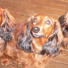 Dværggravhund Lulu Himmelhund 