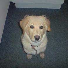 Golden retriever beddy