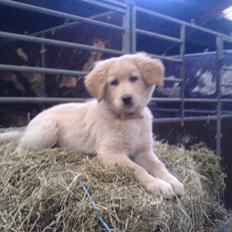 Golden retriever beddy